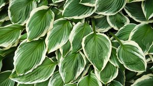 Preview wallpaper leaves, hosta, plants, green
