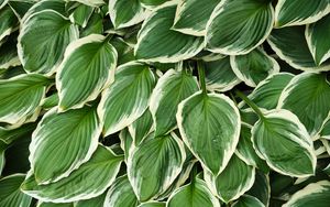Preview wallpaper leaves, hosta, plants, green