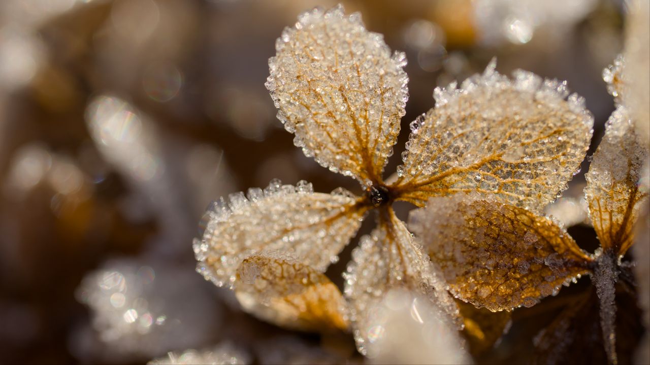 Wallpaper leaves, ice, frost, glare, macro