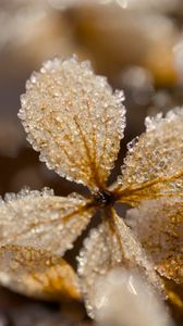 Preview wallpaper leaves, ice, frost, glare, macro