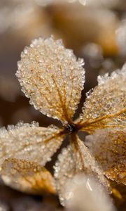 Preview wallpaper leaves, ice, frost, glare, macro