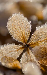 Preview wallpaper leaves, ice, frost, glare, macro
