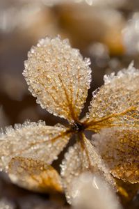 Preview wallpaper leaves, ice, frost, glare, macro