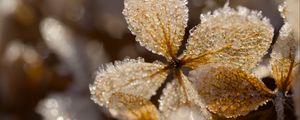 Preview wallpaper leaves, ice, frost, glare, macro