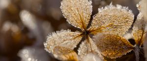 Preview wallpaper leaves, ice, frost, glare, macro