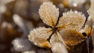 Preview wallpaper leaves, ice, frost, glare, macro