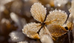 Preview wallpaper leaves, ice, frost, glare, macro