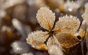 Preview wallpaper leaves, ice, frost, glare, macro
