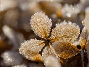 Preview wallpaper leaves, ice, frost, glare, macro