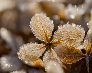 Preview wallpaper leaves, ice, frost, glare, macro
