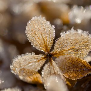 Preview wallpaper leaves, ice, frost, glare, macro