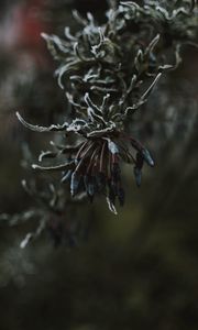 Preview wallpaper leaves, ice, macro, frost, branch