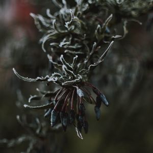 Preview wallpaper leaves, ice, macro, frost, branch