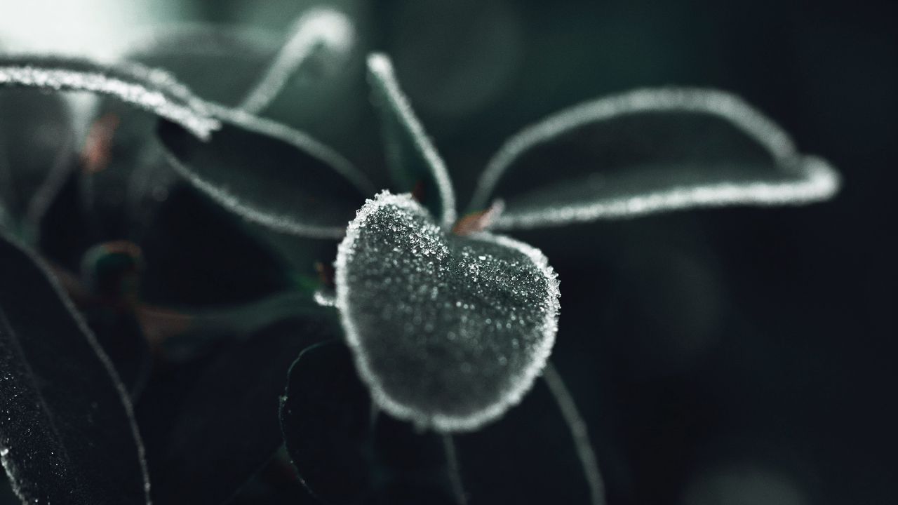 Wallpaper leaves, ice, macro, plant