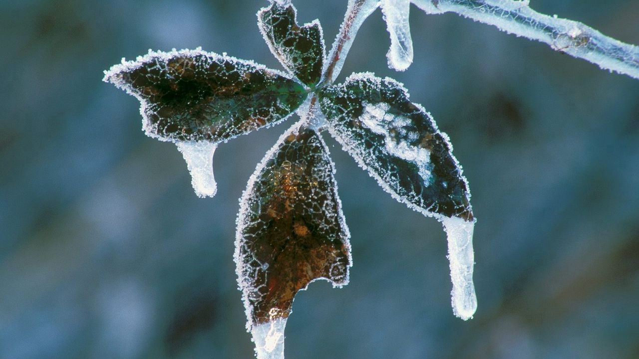 Wallpaper leaves, icicles, hoarfrost, cold, frost, winter, plant