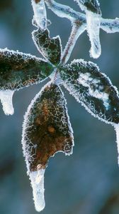 Preview wallpaper leaves, icicles, hoarfrost, cold, frost, winter, plant