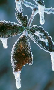 Preview wallpaper leaves, icicles, hoarfrost, cold, frost, winter, plant