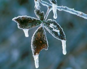 Preview wallpaper leaves, icicles, hoarfrost, cold, frost, winter, plant