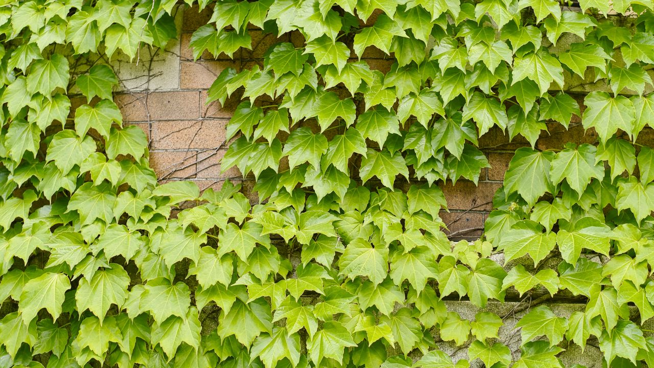 Wallpaper leaves, ivy, green