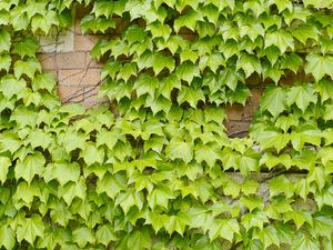 Preview wallpaper leaves, ivy, green