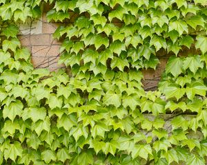 Preview wallpaper leaves, ivy, green