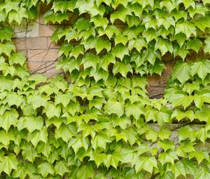 Preview wallpaper leaves, ivy, green