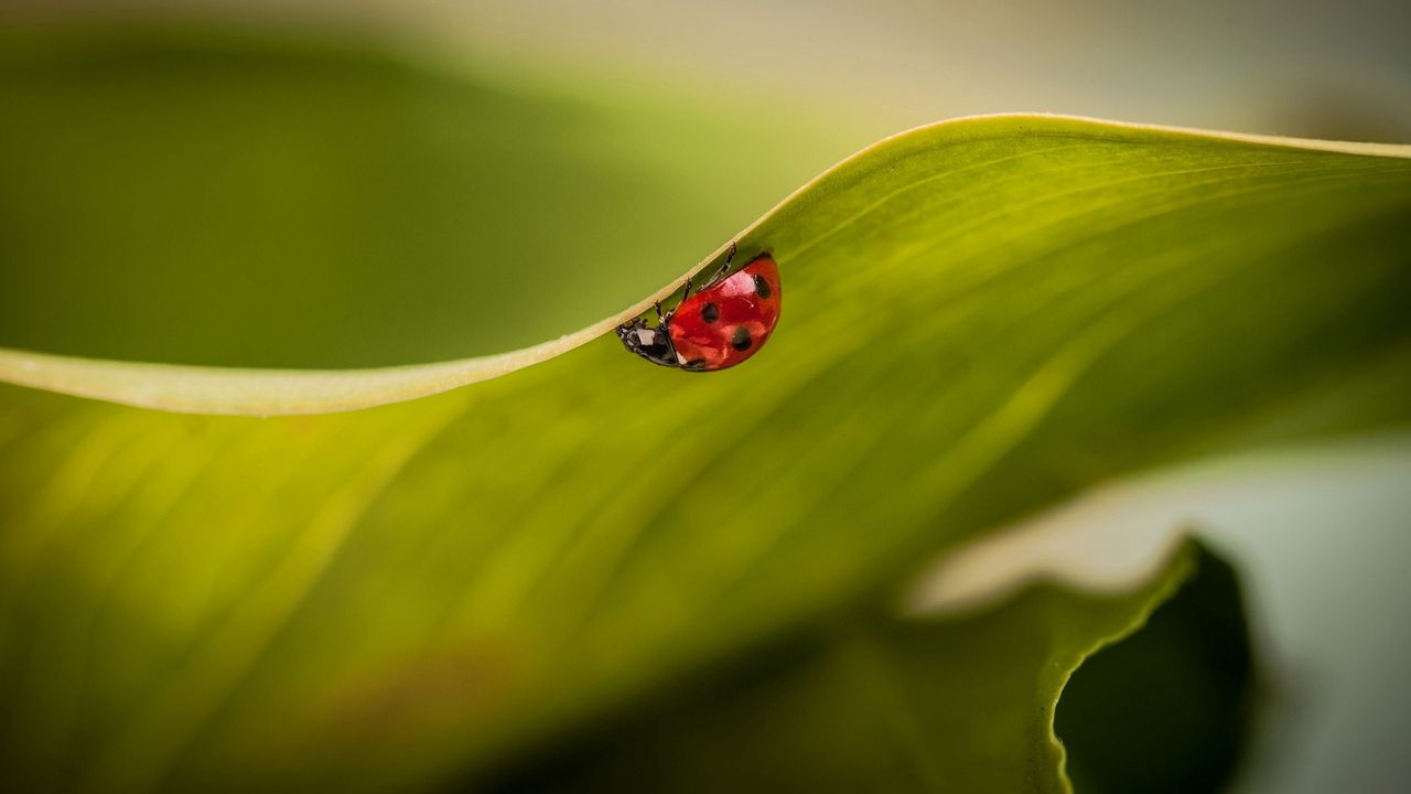 Wallpaper leaves, ladybug, plant