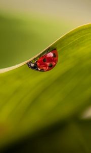 Preview wallpaper leaves, ladybug, plant