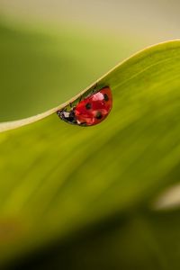 Preview wallpaper leaves, ladybug, plant