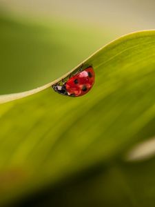 Preview wallpaper leaves, ladybug, plant