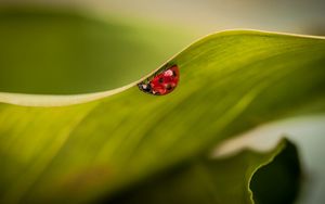 Preview wallpaper leaves, ladybug, plant