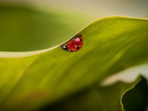 Preview wallpaper leaves, ladybug, plant