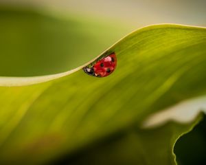 Preview wallpaper leaves, ladybug, plant