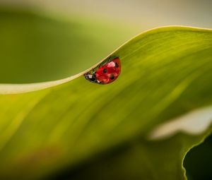 Preview wallpaper leaves, ladybug, plant