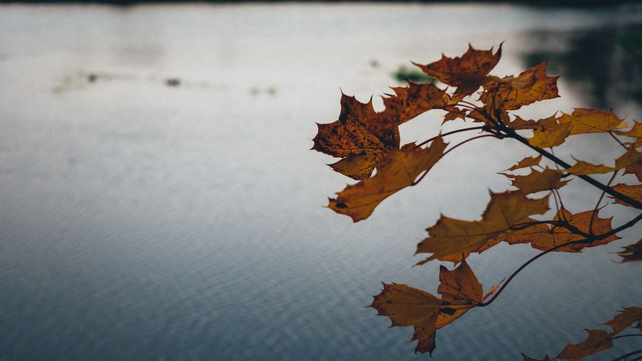 Wallpaper leaves, lake, nature, autumn