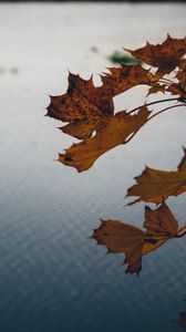 Preview wallpaper leaves, lake, nature, autumn