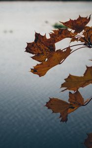 Preview wallpaper leaves, lake, nature, autumn