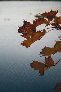 Preview wallpaper leaves, lake, nature, autumn