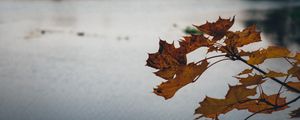 Preview wallpaper leaves, lake, nature, autumn