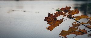 Preview wallpaper leaves, lake, nature, autumn