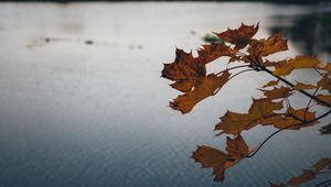 Preview wallpaper leaves, lake, nature, autumn