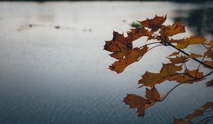 Preview wallpaper leaves, lake, nature, autumn