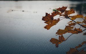 Preview wallpaper leaves, lake, nature, autumn