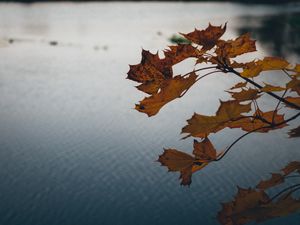 Preview wallpaper leaves, lake, nature, autumn