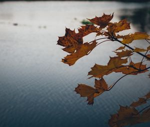 Preview wallpaper leaves, lake, nature, autumn