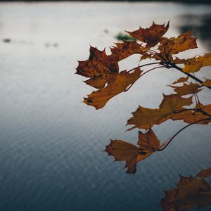 Preview wallpaper leaves, lake, nature, autumn