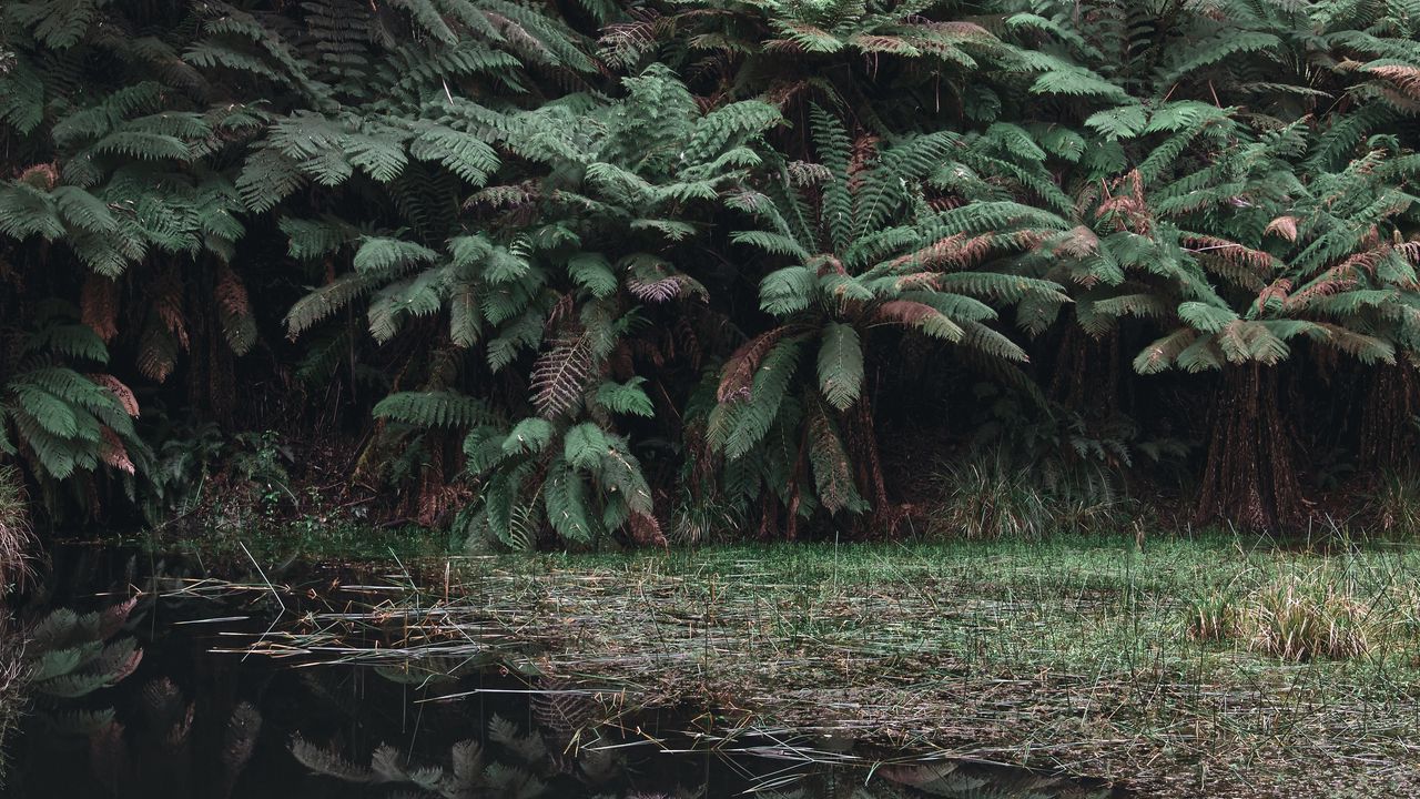 Wallpaper leaves, lake, reflection, bushes