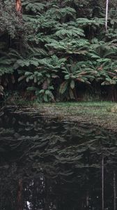 Preview wallpaper leaves, lake, reflection, bushes