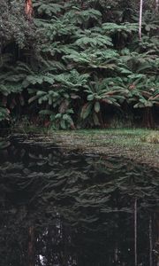Preview wallpaper leaves, lake, reflection, bushes