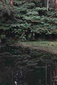 Preview wallpaper leaves, lake, reflection, bushes